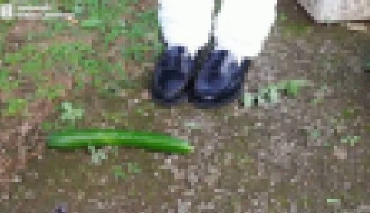 ０４．ゆめちゃま