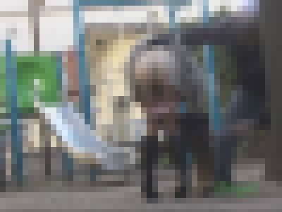 強襲撮 パンツ下げダッシュ！！4-2