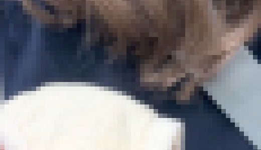 パンティの奥が見たい！衝撃ま●こくぱぁぁ編♡VOL.3